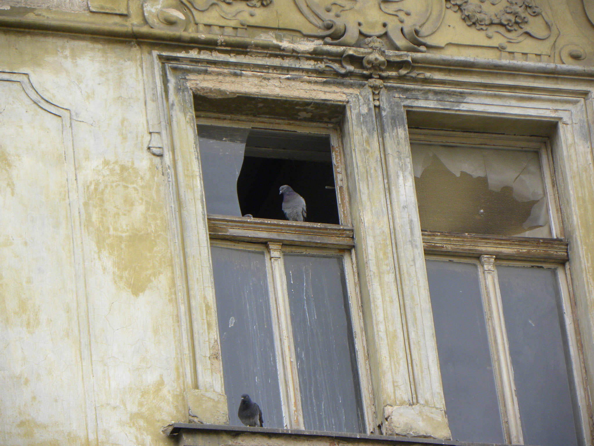 dům v rekonstrukci s rozbitými okny a holubem na římse